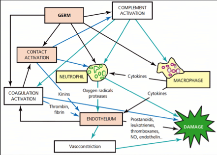 Gráfico 3. Algunas de las múltiples vías involucradas en el desarrollo de la sepsis, y el papel del óxido nítrico en el daño endotelial. Material cedido originalmente por el Prof. Mervyn Singer. Tomado de ABC of Sepsis/BMJ Books. 2010; 21.